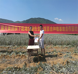 为全面推进ob电竞阳湖红绿色生态馆，打造龙城最大的绿色农产品供应基地。7月22日早晨，艳阳高照，ob电竞阳湖红绿色生态馆与宜兴百合种植八大家之一的潘氏百合种植基地合作，推进绿色农产品签约仪式在宜兴举行。ob电竞阳湖红绿色生态馆项目负责人黄贤萍、潘氏百合种植基地潘先生等有关负责人出席签约仪式，潘先生的百合种植基地也正式成为ob电竞集团阳湖红生态百合种植基地！