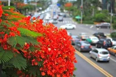 美炸天!厦门一大波新景点来袭!凤凰大道、3D喷泉、向日葵花海…国庆嗨起来