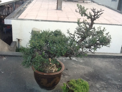 厦门盆景零售 厦门园林景观 厦门盆景租赁 厦门森志合园林绿化采购批发价格_厦门森志合园林绿化-展销频道