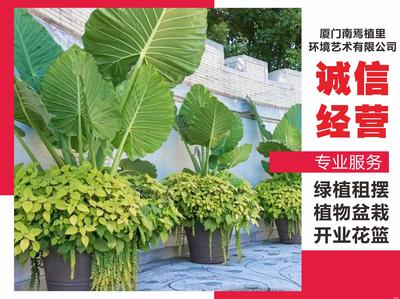 园林绿化养护小区厂区酒店别墅学校公园市政造型景观修剪病虫害防治浇水施肥