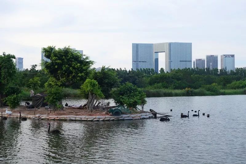 截流清淤,推行河长制后的五缘湾更迷人啦!