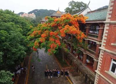 好消息 ! | 凤凰花开红一城,厦门将重现"凤凰大道"景观!_旅游_网