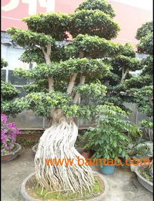 厦门景观设计 厦门园林绿化 厦门花卉租摆 厦门江弋达景观艺术,厦门景观设计 厦门园林绿化 厦门花卉租摆 厦门江弋达景观艺术生产厂家,厦门景观设计 厦门园林绿化