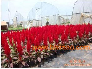 厦门园林景观绿化哪家好厦门百农花卉出租园林绿化公司,厦门园林景观绿化哪家好厦门百农花卉出租园林绿化公司生产厂家,厦门园林景观绿化哪家好厦门百农花卉出租园林绿化公司价格