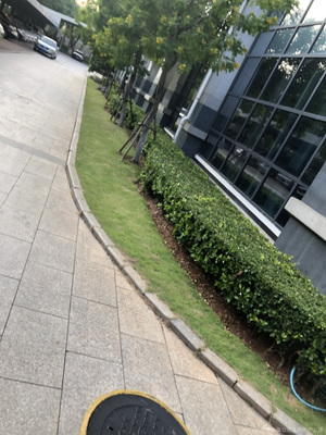 厦门唐熏园林绿化