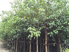 苗农在线供应菩提 园林绿化苗木 价格优惠-厦门 生态科技提供苗农在线供应菩提 园林绿化苗木 价格优惠的相关介绍、产品、服务、图片、价格大叶女贞、苗木报价网、苗木价格网、中国苗木网、苗木信息网、苗木求购信息、
