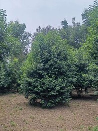 厦门5米丛生女贞园林景观树