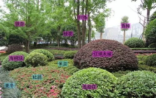 各种各样的植物搭配方式