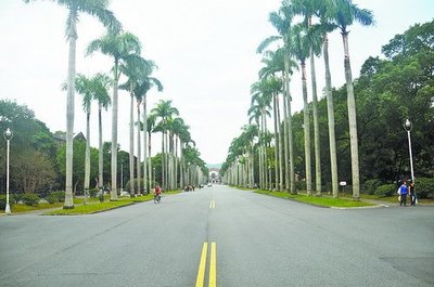 厦园林部门排查安排隐患 设警示标志防止落叶砸人