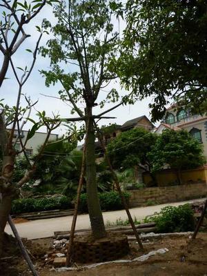 厦门景观设计公司专业景观绿化设计小区园林绿化景观设计